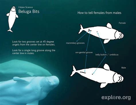 Beluga Cam Returns Arctic Focus