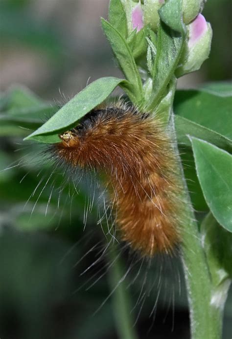 Hungry Fuzzy Brown Caterpillar With White Teeth Photograph By Beth Wolff
