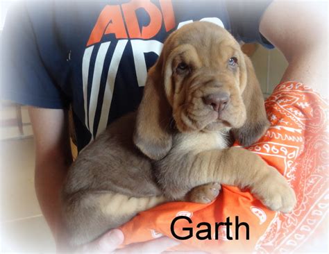 All of our puppies receive a lot of affection. SOLD to Jennifer: "Garth" liver/tan male born 6-30-15 ...