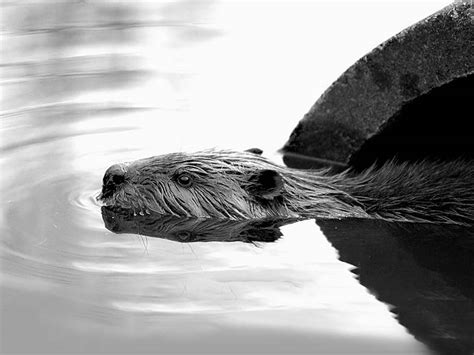 Wildlife Of The World Beaver Animal Facts And Wallpaper