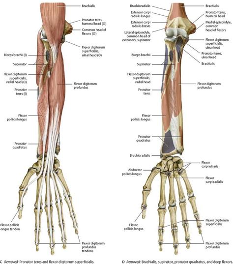These muscles produce extension at the wrist joint, extension of the fingers and thumb and supination of the forearm. 93 best Anatomy - diagrams images on Pinterest | Anatomy ...