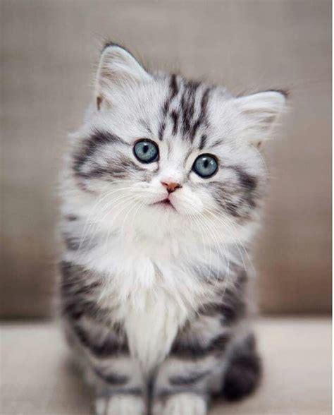 A Cute White Gray Cat Cutest Animals On Earth Kittens Cutest