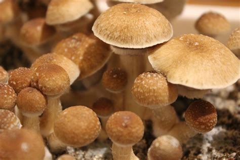 Ultimate Guide To Psilocybe Cubensis B Magic Mushrooms Us Mails