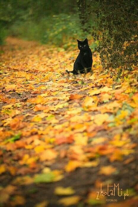 71 Best Cats Of Autumn Images On Pinterest Black Cats