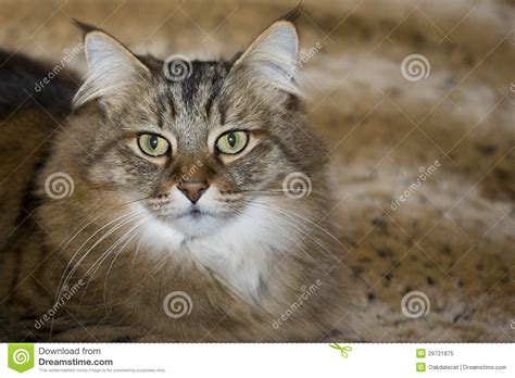 Tabby cat is a browser extension that gives you a new cat with a special name in every new tab. Long-Whiskered Pixie Bob Cat Royalty Free Stock Photo ...