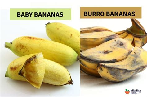 Are Baby Bananas The Same As Burro Bananas Alkaline Vegan Lounge