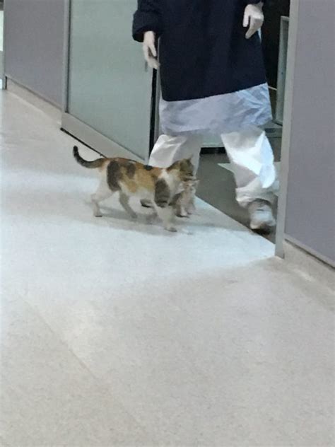Pokok herba ini boleh ditemui di seluruh negara asia tenggara dan australia tropika. Alahai Pandainyer! Ibu Kucing Bawa Anaknya Ke Hospital ...