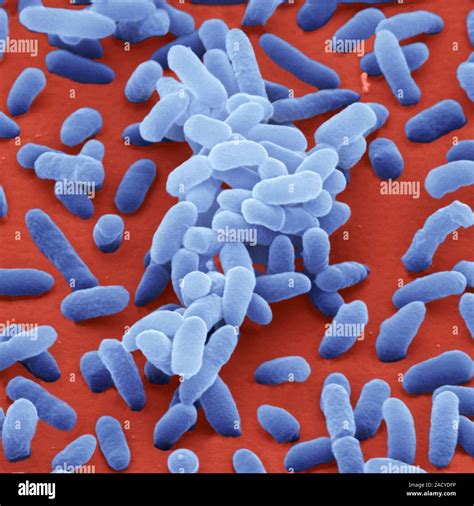 Enterobacter Cloacae Bacteria Coloured Scanning Electron Micrograph