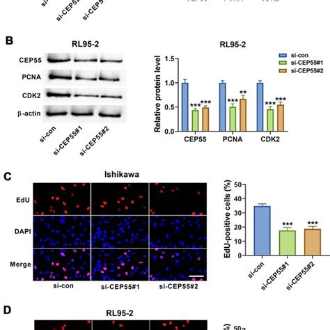 The Promoting Effect Of CEP55 Knockdown On Cell Apoptosis Ishikawa And