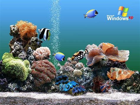 Aquarium Backgrounds Pictures Windows Xp Fish Screensaver 1024x768