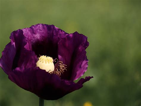 Opium Ungu Bunga Musim Foto Gratis Di Pixabay Pixabay