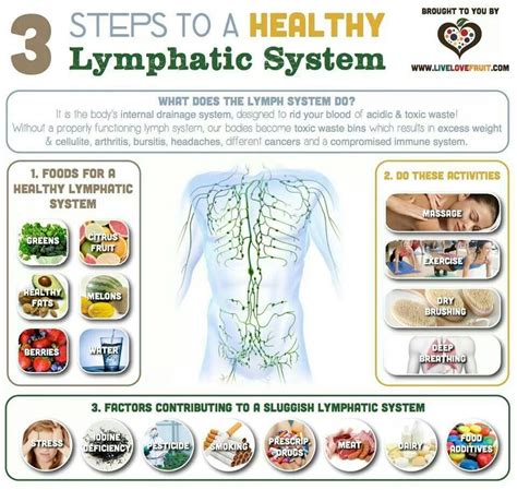 Lymphatic Healthy Lymphatic System Lymphatic System Lymph System