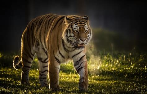 Tiger Walking Images Hd 5472x3505 Wallpaper