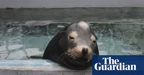 Sea Lion Deaths Linked To Severe Brain Damage Caused By Toxic Algae