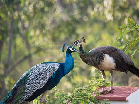 Female Peacocks Male Vs Female Identification Guide Birdfact