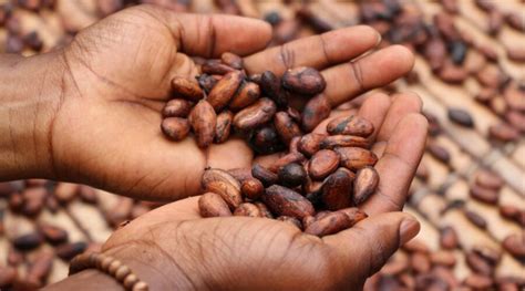 Towards Better Beans And A More Sustainable Cocoa Sector Climate Focus