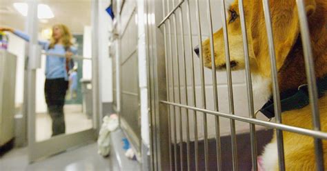 No-kill shelter nation? Maybe in 5 years