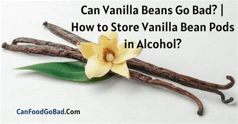 Can Vanilla Beans Go Bad How To Store Vanilla Bean Pods In Alcohol