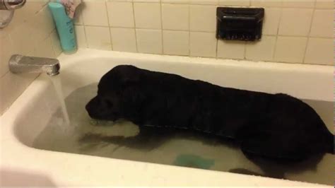 Funny Video My Black Lab Playing In The Bathtub