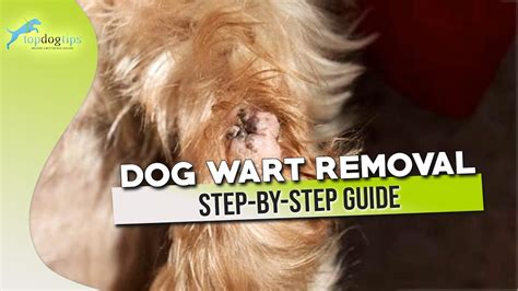 Dog Wart Removal Step By Step Guide
