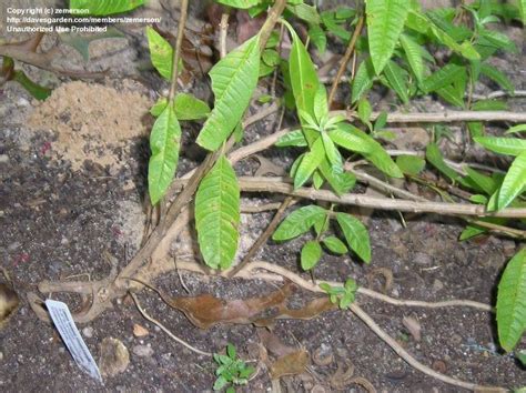 Find the perfect aloysia triphylla stock photo. PlantFiles Pictures: Lemon Verbena, Verveine Odorante (Aloysia triphylla) by eje