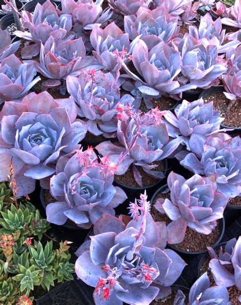They grow dainty white flowers in the summer that make them a delicate. Everything You Need to Know About Succulents! - Better ...