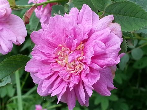 Pink Flower Free Stock Photo Public Domain Pictures