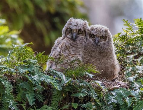 Great Horned Owl Owlets Focusing On Wildlife