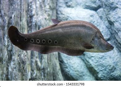 Clown Featherback Clown Knifefish Freshwater Fish Stock Photo