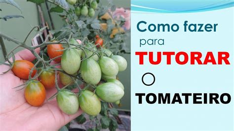 Plantei Tomate Em Vaso E Agora Como Tutorar O Tomateiro Youtube