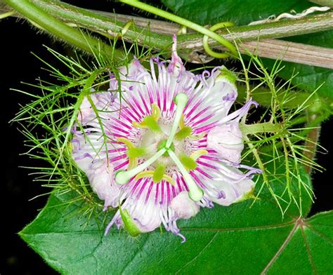 Passiflora Foetida Monaco Nature Encyclopedia