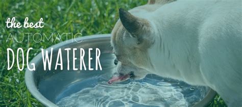 4 Best Dog Waterers Keeping Canines Hydrated