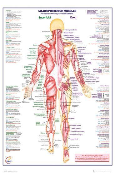 It permits movement of the body, maintains posture and circulates blood throughout the body. 'Human Body Major Posterior Muscles' Posters | AllPosters.com