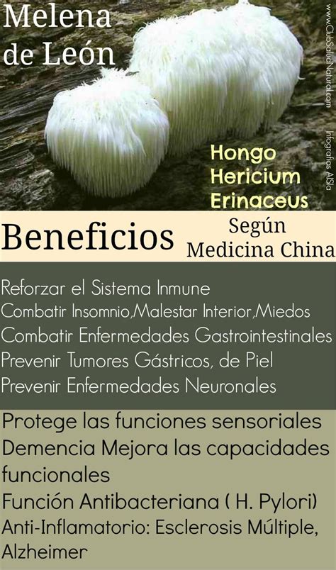 melena de león beneficios del hongo hericium erinaceus club salud natural salud natural