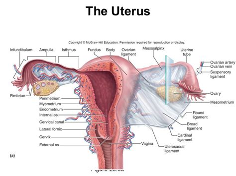 Ligamentum teres uteri — apvalusis gimdos raištis statusas t sritis gyvūnų anatomija, gyvūnų morfologija atitikmenys: cardinal ligament - Liberal Dictionary