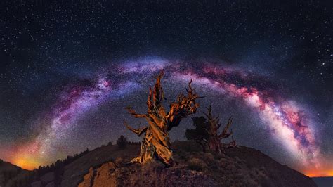 Download Twisted Tree Star Starry Sky Sky Night Tree Nature Sci Fi