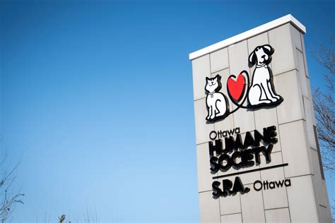 Ottawa Humane Society launches online 50/50 raffle in place of ...