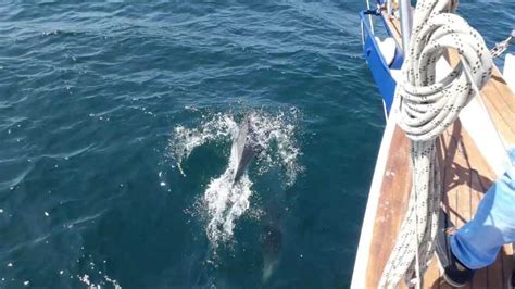 Estepona Dolphin Watching Sailboat Cruise With Drink Getyourguide