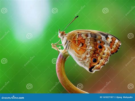 Butterflybutterflugormakroanimasl Fotografering För Bildbyråer Bild Av Naturligt