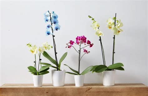 Phalaenopsis Orchid Care Indoor Orchid Care