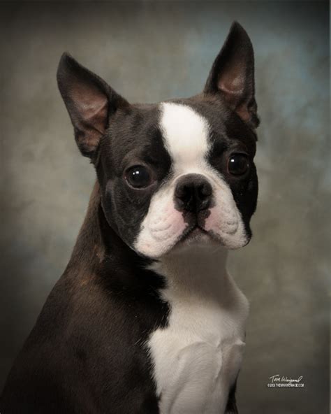 Circle J's Boston Terriers Breeder Puppy For Sale Breeding ...