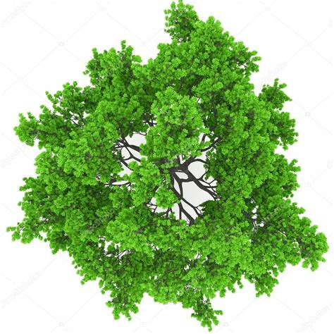 Tree top view — Stock Photo © 3dvlaa #23511559