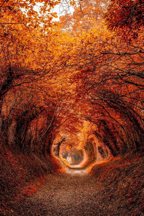 Halnaker Tree Tunnel West Sussex England 🍂🍂 Autumn Scenery Fall