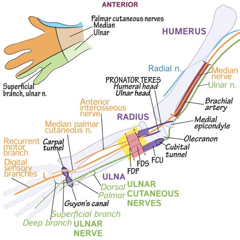 Gross Anatomy Glossary Upper Limb Median Nerve Draw It To Know It My