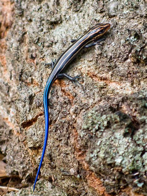 Juvenile Broadhead Skink Flickr Photo Sharing