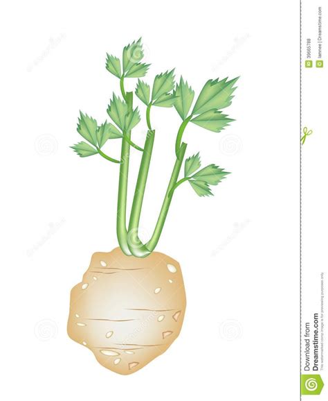 Fresh Green Celery Root On White Background Stock Vector Illustration