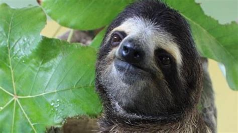 Sloths Eight Things You Didnt Know Au — Australias