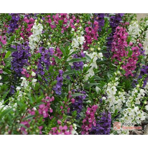 Lavender tidah hanya terkenal karena bentuk dan warnanya tapi karena gambar bunga poppy. 18+ Ide Bunga Lavender Ungu, Gambar Bunga