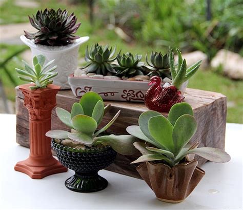 Cute Succulent Planters With Live Plants Succulent Planter Container