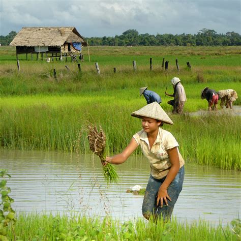 Rice farming in Laos | © all rights reserved Please take ...
